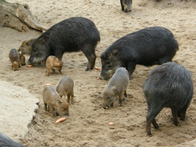 Фото Белобородый пекари