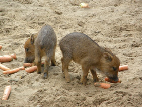 Фото Белобородый пекари