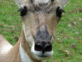 Фото Вилорог