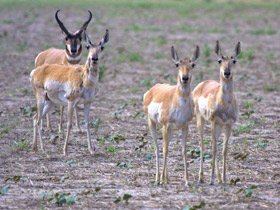 Фото Вилорог