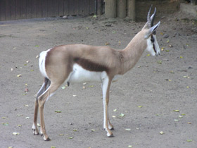 Фото Спрингбок