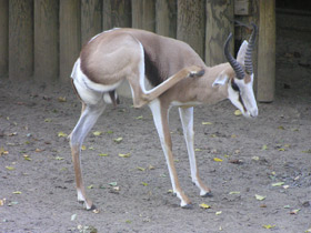 Фото Спрингбок