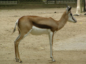 Фото Спрингбок