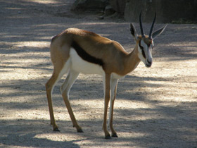 Фото Спрингбок