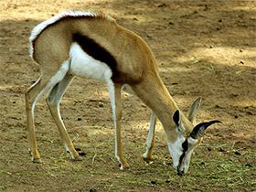 Фото Спрингбок