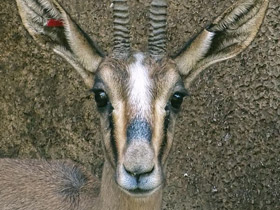 Фото Газель Кювье