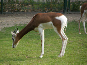 Фото Мхоррская газель