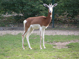 Фото Мхоррская газель