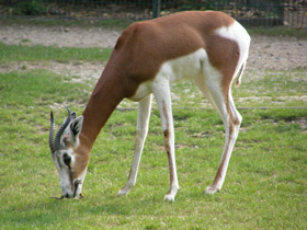 Фото Мхоррская газель