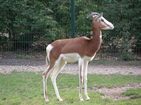 Фото Мхоррская газель