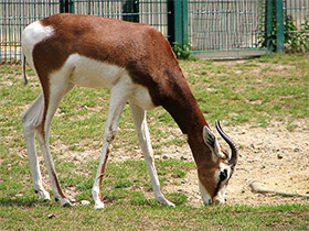 Фото Мхоррская газель