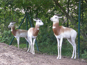 Фото Газель-дама