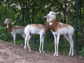 Фото Газель-дама