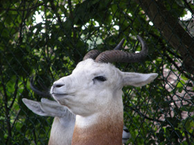 Фото Газель-дама