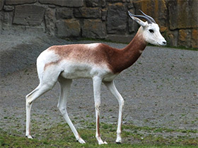 Фото Газель-дама