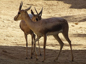 Фото Газель Спика