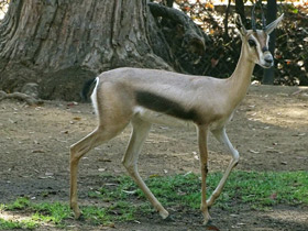 Фото Газель Спика