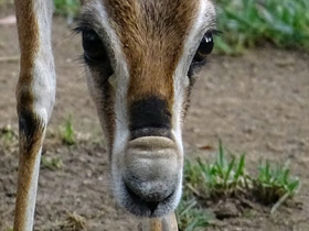 Фото Газель Спика