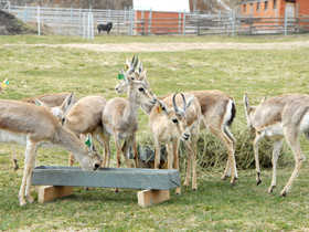 Смотреть фото Джейран Фото Джейран