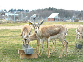 Смотреть фото Джейран Фото Джейран