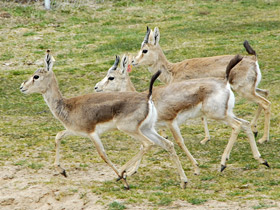 Фото Верблюд. Корабль пустыни
