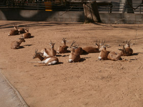 Фото Газель-доркас