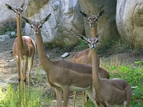 Фото Геренук