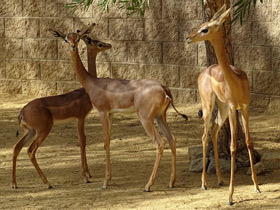 Фото Геренук