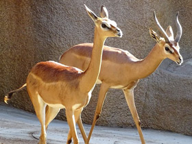 Фото Геренук