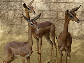 Фото Геренук