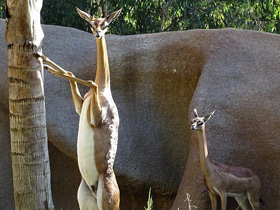 Фото Геренук