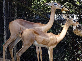 Фото Геренук