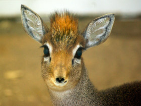 Фото Чья семья самая дружная? Самые верные животные