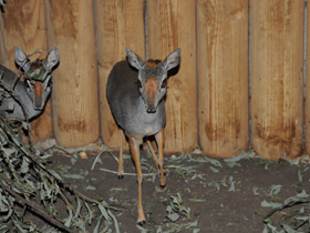 Фото Горный дик–дик