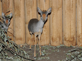 Фото Горный дик–дик