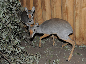 Фото Горный дик–дик