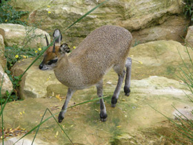 Фото Антилопа-прыгун