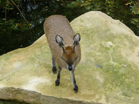 Фото Антилопа-прыгун
