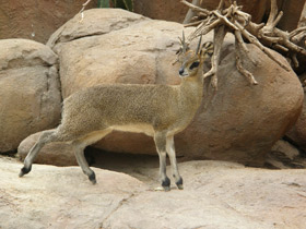 Фото Антилопа-прыгун