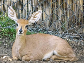 Фото Обыкновенный стенбок