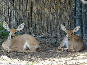 Фото Обыкновенный стенбок
