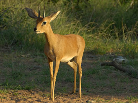 Фото Обыкновенный стенбок