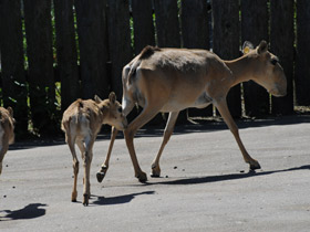 Смотреть фото Сайгак Фото Сайгак