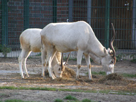 Смотреть фото Аддакс Фото Аддакс