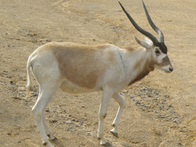 Смотреть фото Аддакс Фото Аддакс