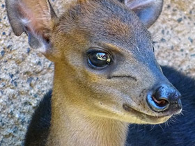 Чёрный дукер Чёрный дукер