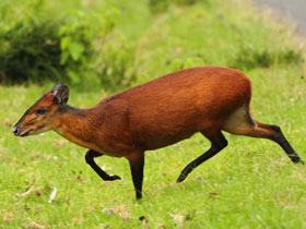 Фото Чернолобый дукер