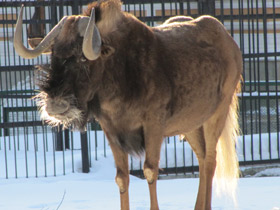 Смотреть фото Белохвостый гну Фото Белохвостый гну