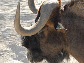 Смотреть фото Белохвостый гну Фото Белохвостый гну