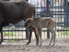 Смотреть фото Белохвостый гну Фото Белохвостый гну